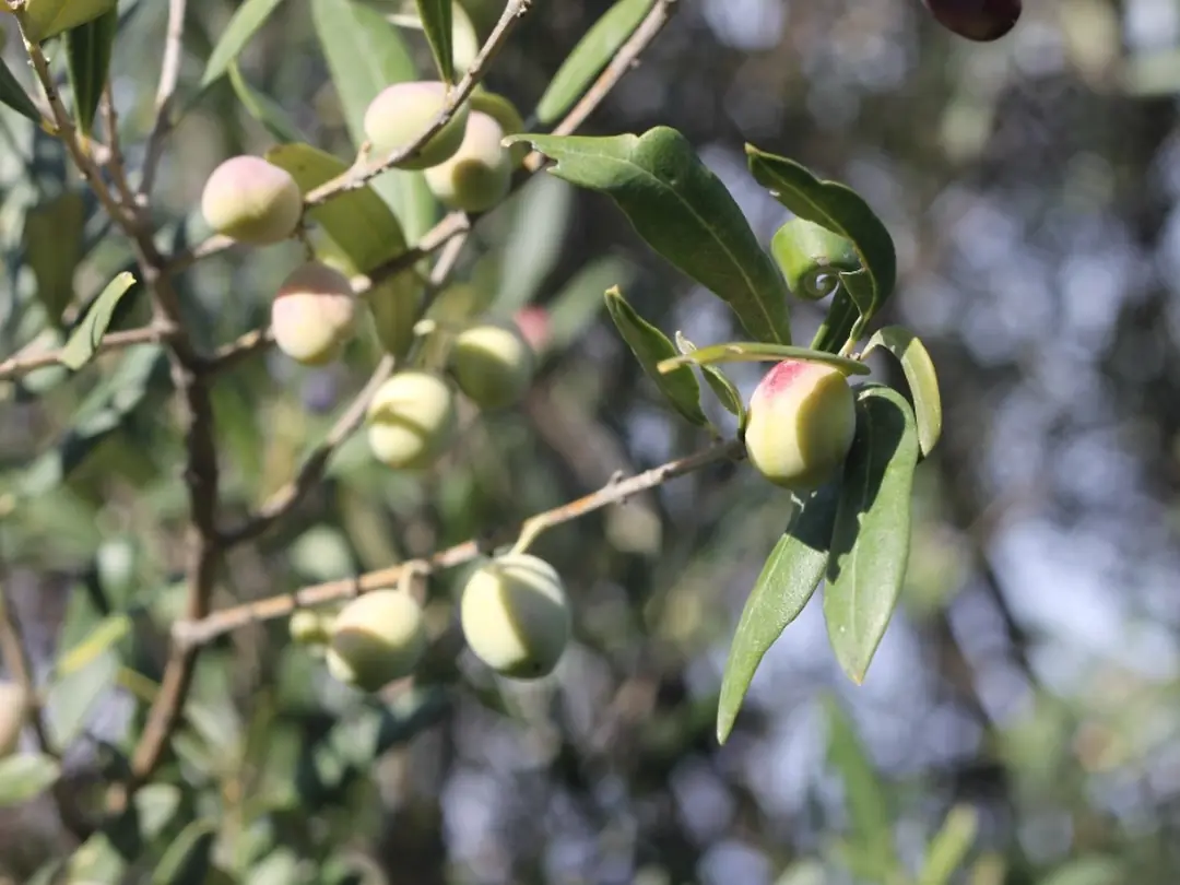 erken hasat yeşil zeytin ve taze natürel sızma zeytinyağı — oleuropein ve oleokantal kaynağı