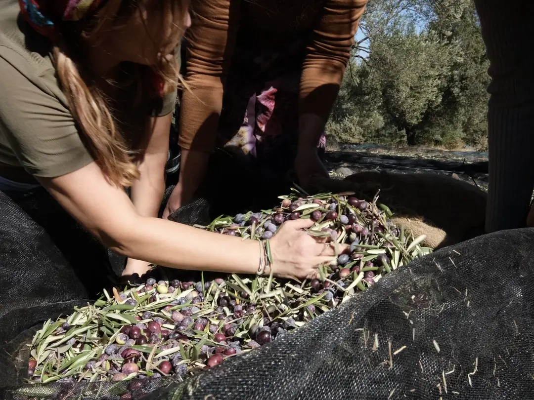 Gömeç'te zeytin hasadı — file üzerinde toplanan zeytinler, 2025-2026 sezonu