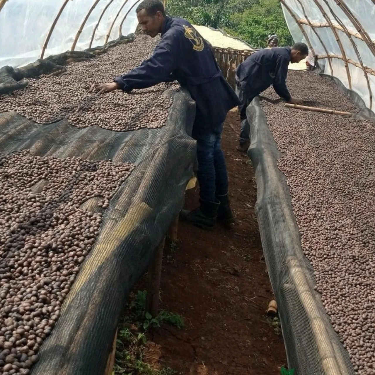 ETHIOPIA ARICHA KEBELE ADORSI