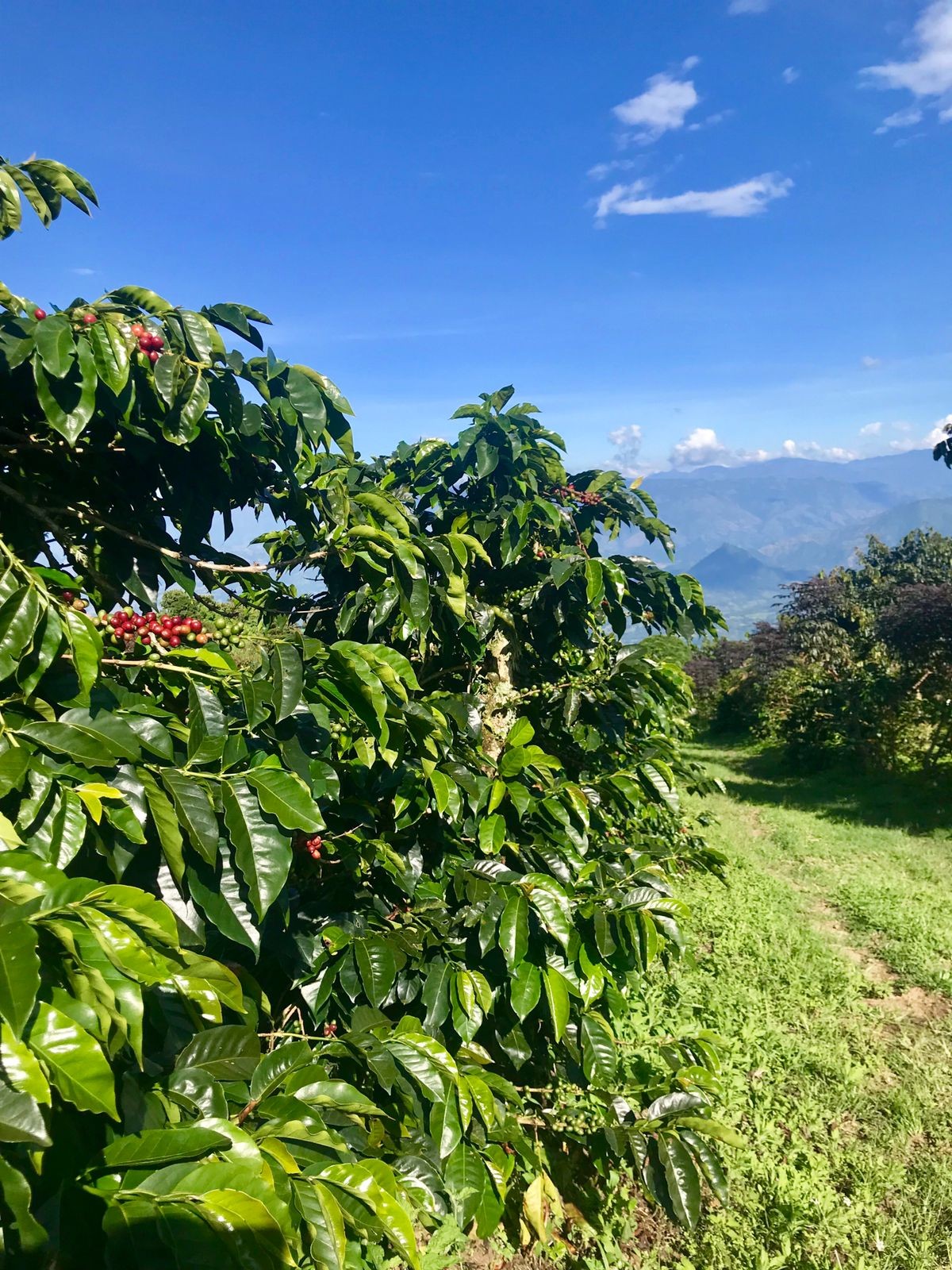 KOLOMBİYA PUERTO ARTURO GEISHA HONEY