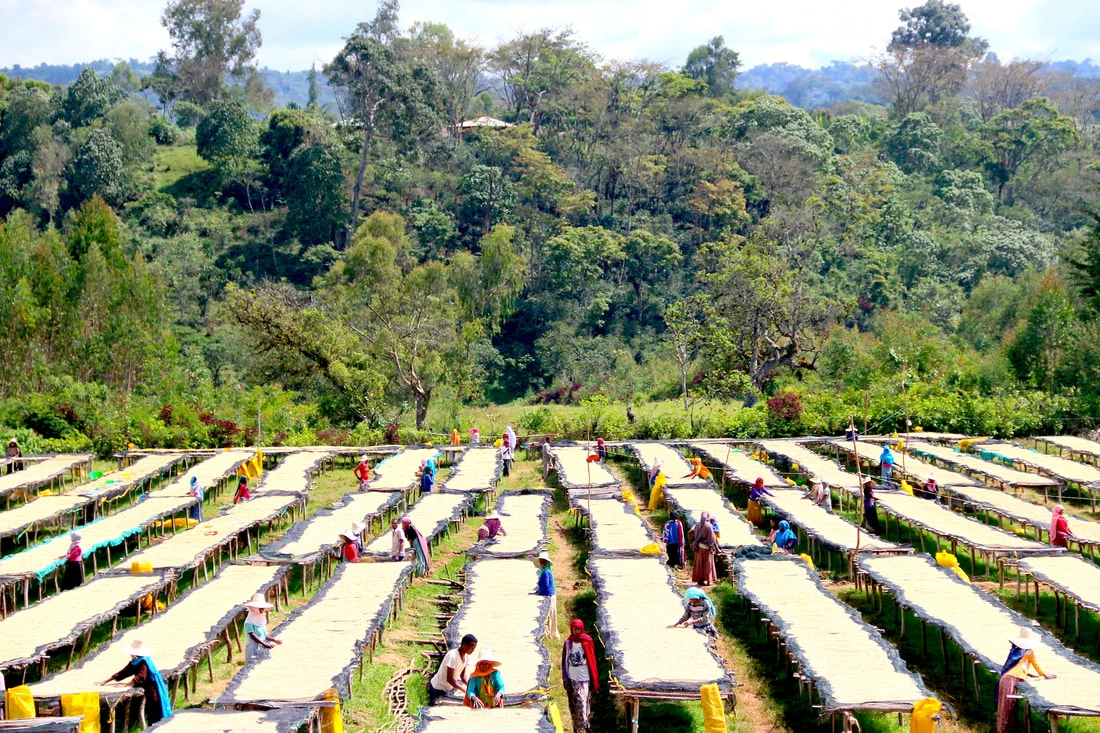 ETHIOPIA BIFTU GUDINA