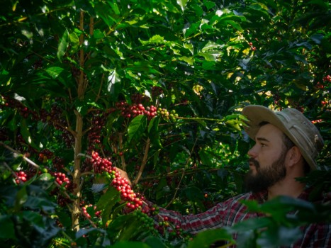 KOSTA RİKA FINCA EL MANGO