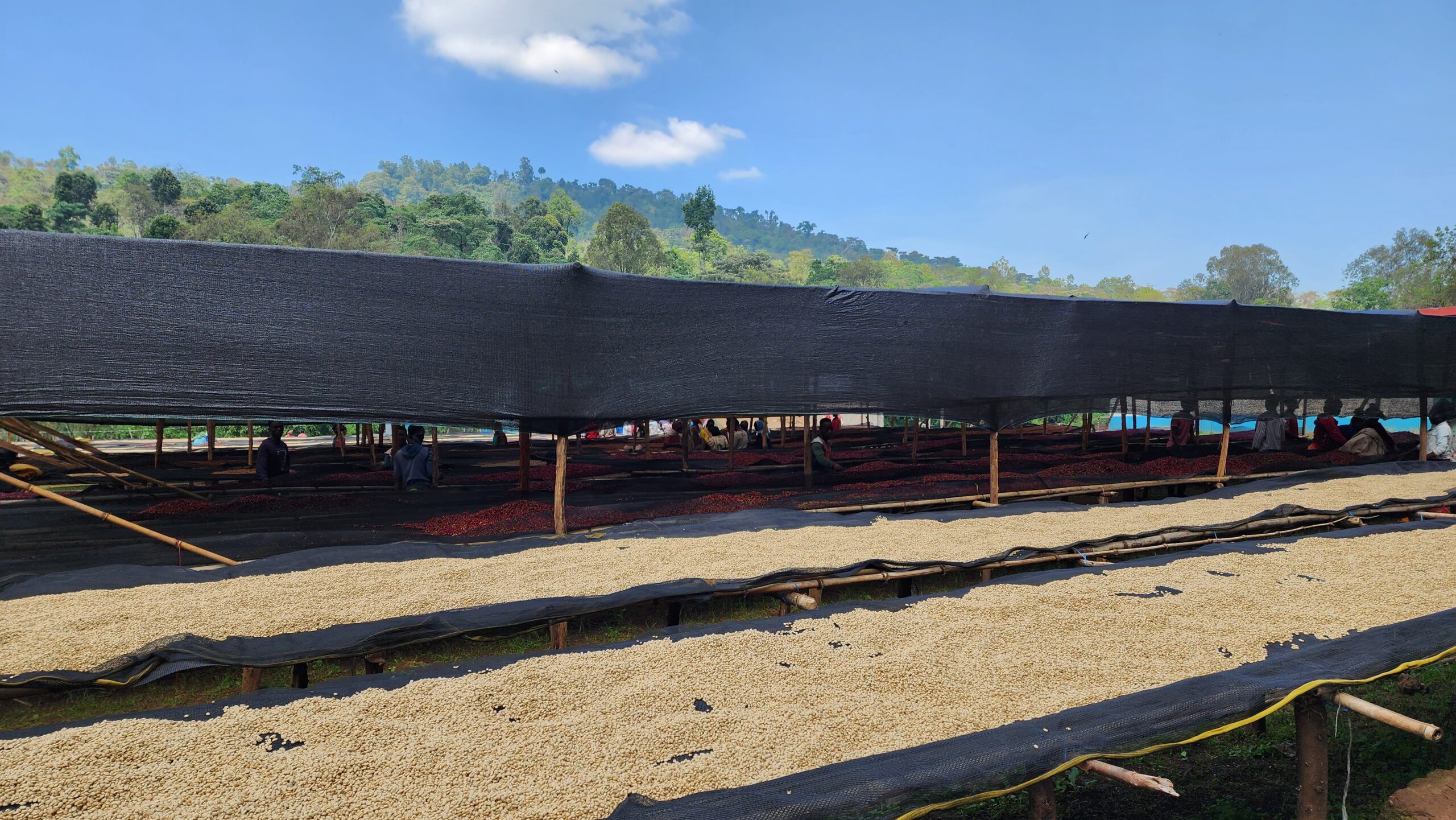 ETHIOPIA ARICHA KEBELE ADORSI