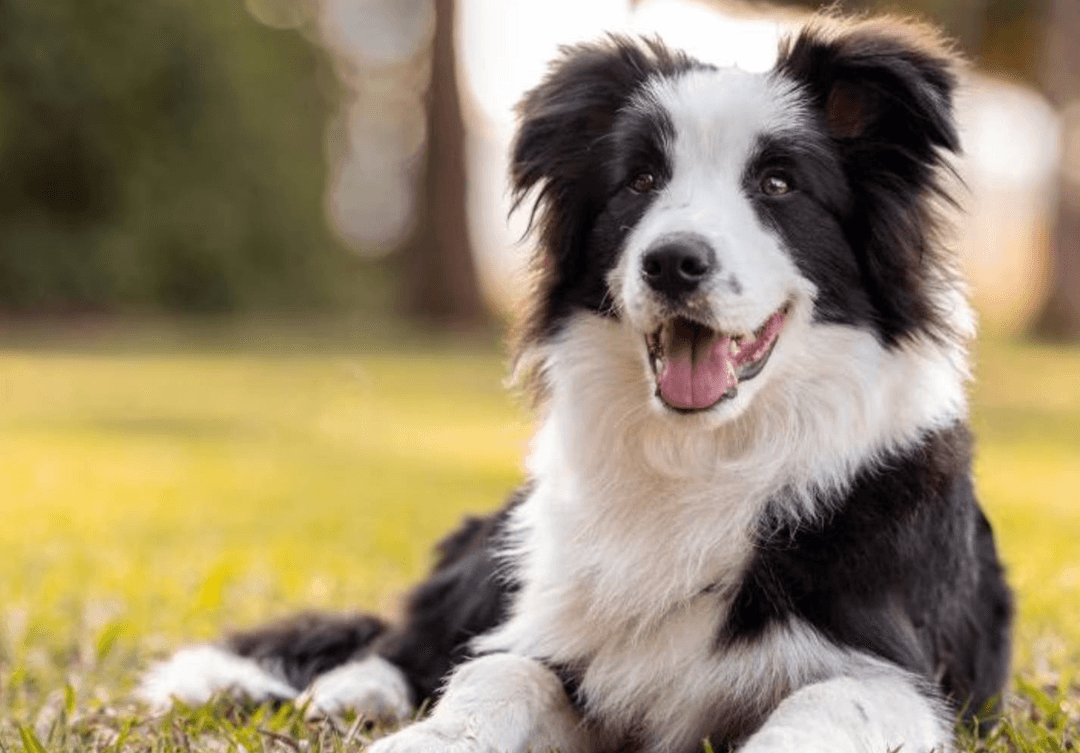 Border Collie
