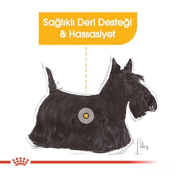 Royal Canin Mini Dermacomfort Pouch Konserve Köpek Maması