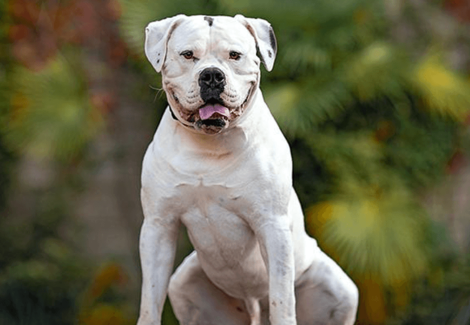 Bulldog