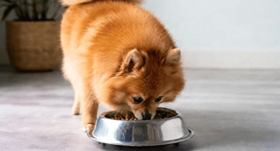Pomeranian Köpek Maması Önerileri: Yaşa Uygun Tavsiyeler