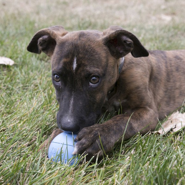 Kong Delikli Top Yavru Köpek Oyuncağı