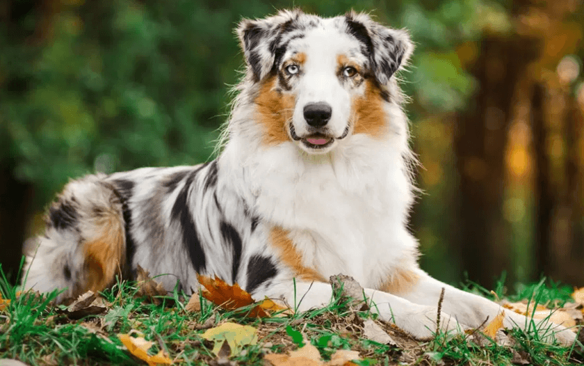 En Zeki Köpek Cinsleri