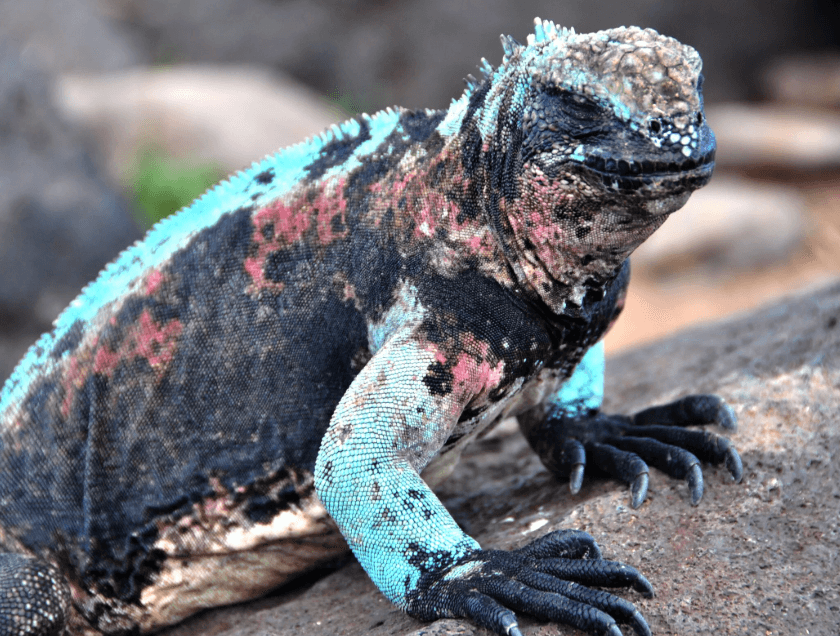 Marine İguana
