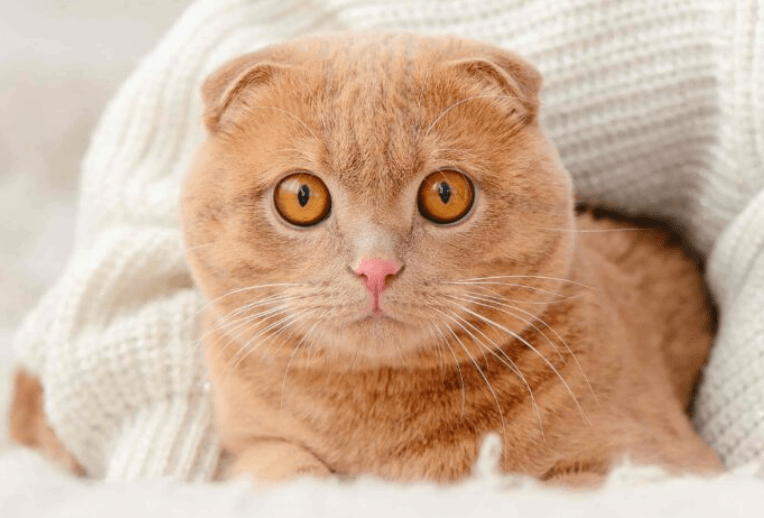 Scottish Fold