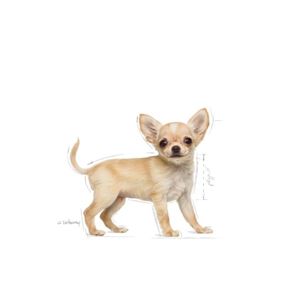 Royal Canin Chihuahua Junior Yavru Köpek Maması