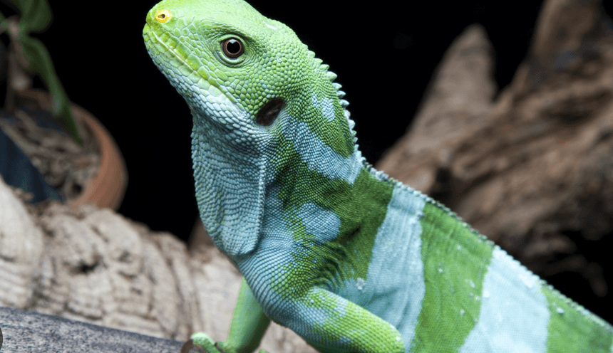 Fiji Bantlı İguana