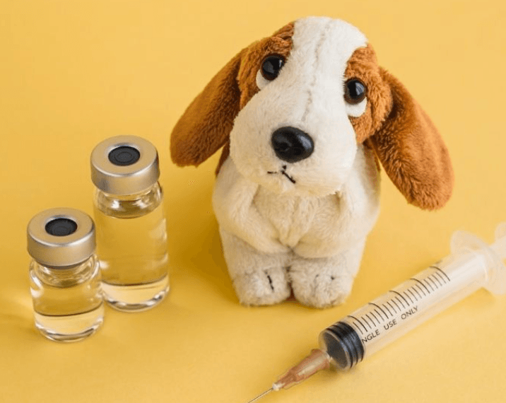 Köpekler İçin DHPP Aşısı Nedir? Ne İşe Yarar?