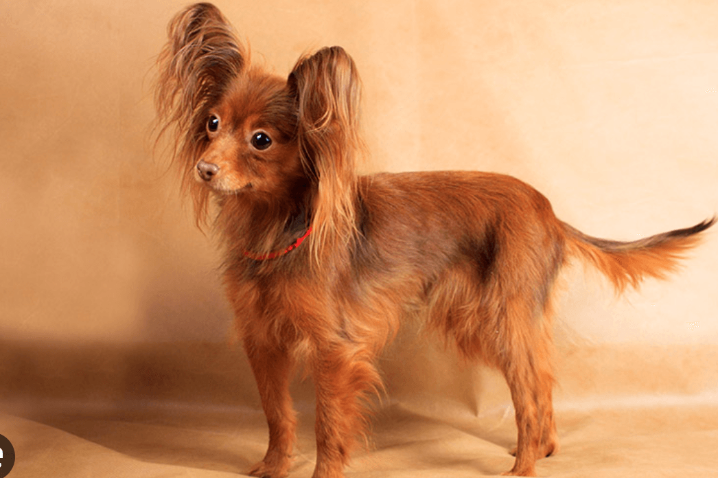 Russian Toy Terrier