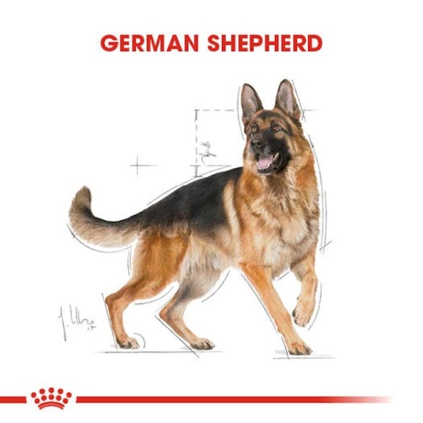 Royal Canin German Shepherd Adult Yetişkin Köpek Maması