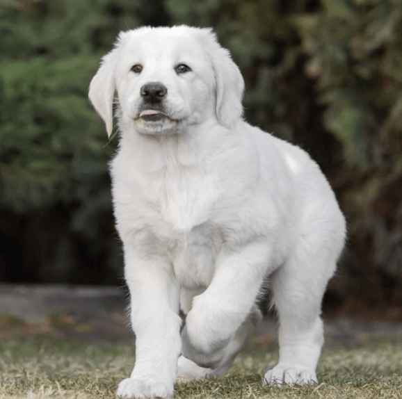 Alabay Köpeği Özellikleri ve Bakımı