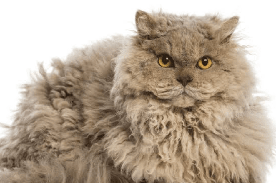 Selkirk Rex Kedi Cinsi Özellikleri