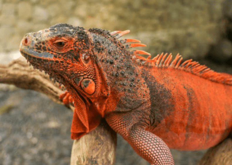 Kırmızı İguana