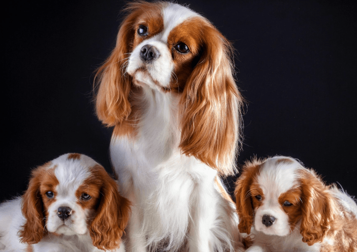 Cavalier King Charles
