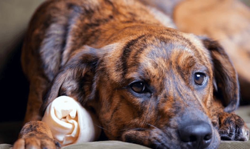 Köpekler Neden Üzgün Bakar?