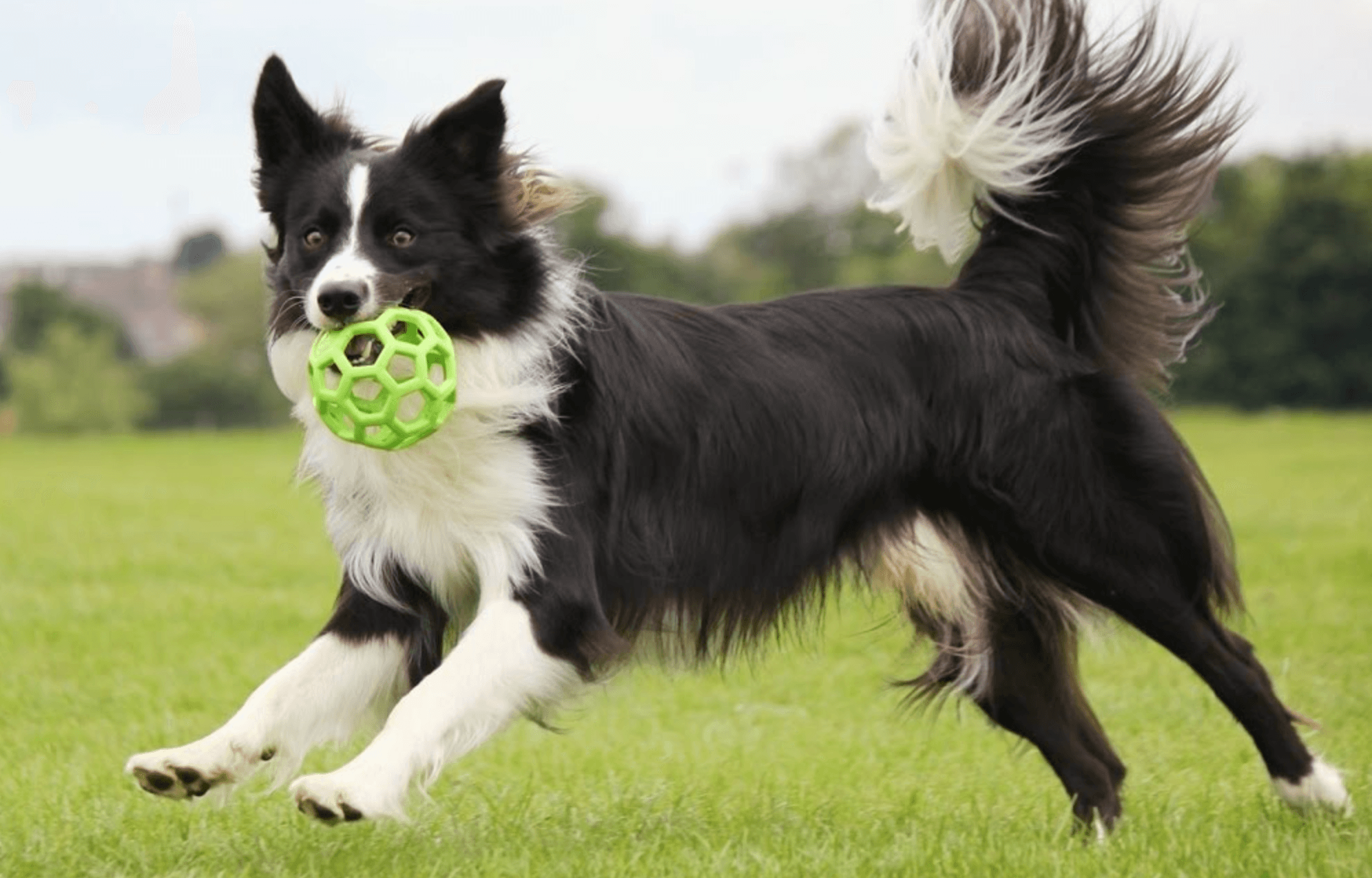 Border Collie Özellikleri, Bakımı ve Eğitimi