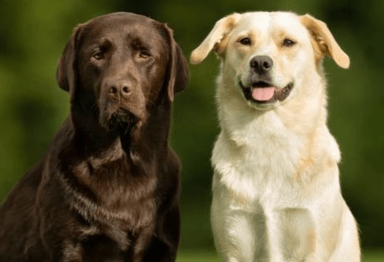 Labrador Retriever Özellikleri ve Bakımı