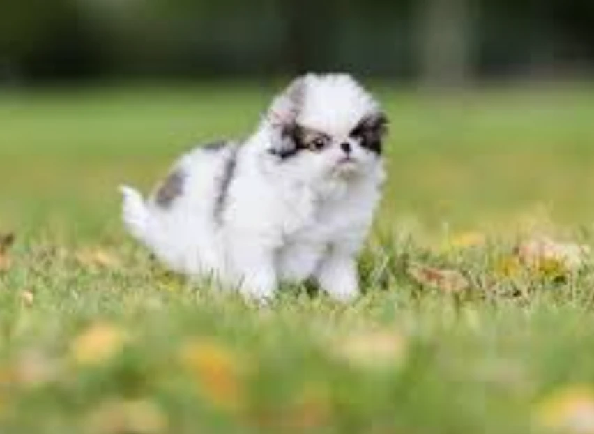 Japanese Chin,
