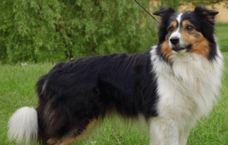 Border Collie