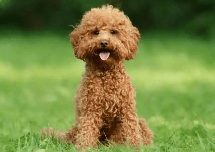 Poodle