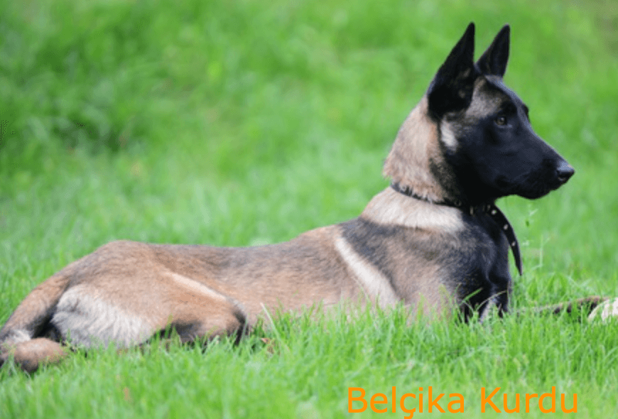 Belçika Kurdu