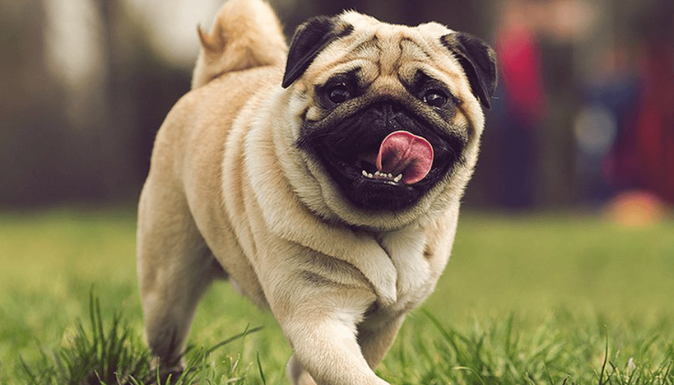 Dünyanın En Tembel Köpekleri