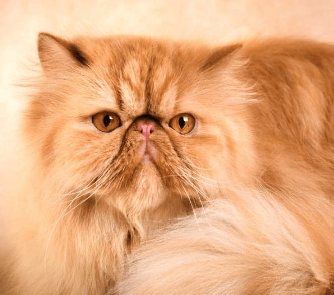 🧡 Turuncu Renkli Kedi Irkları