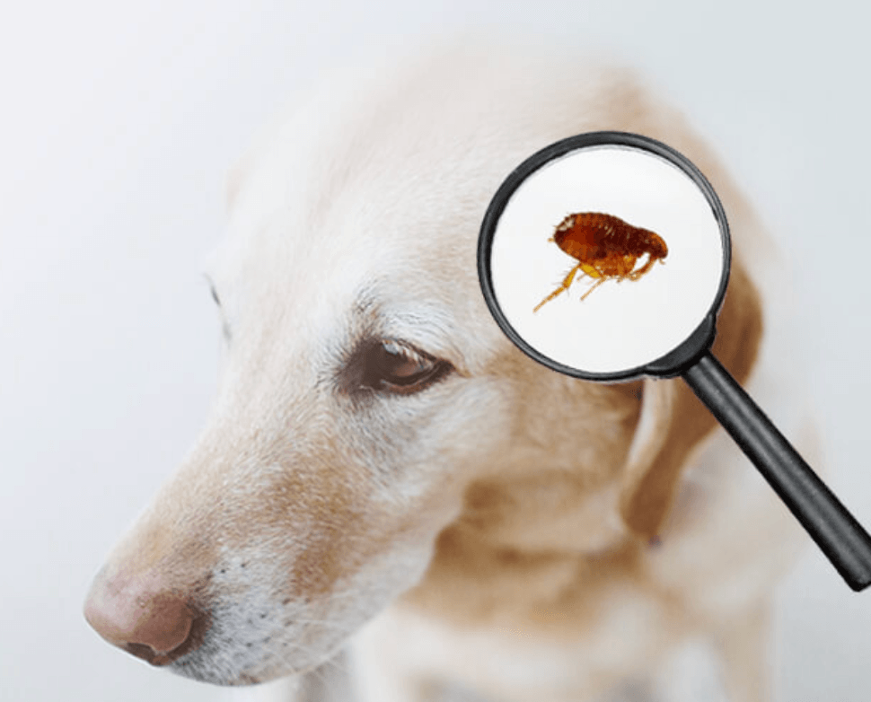 Köpeklerde Pire Sorunu
