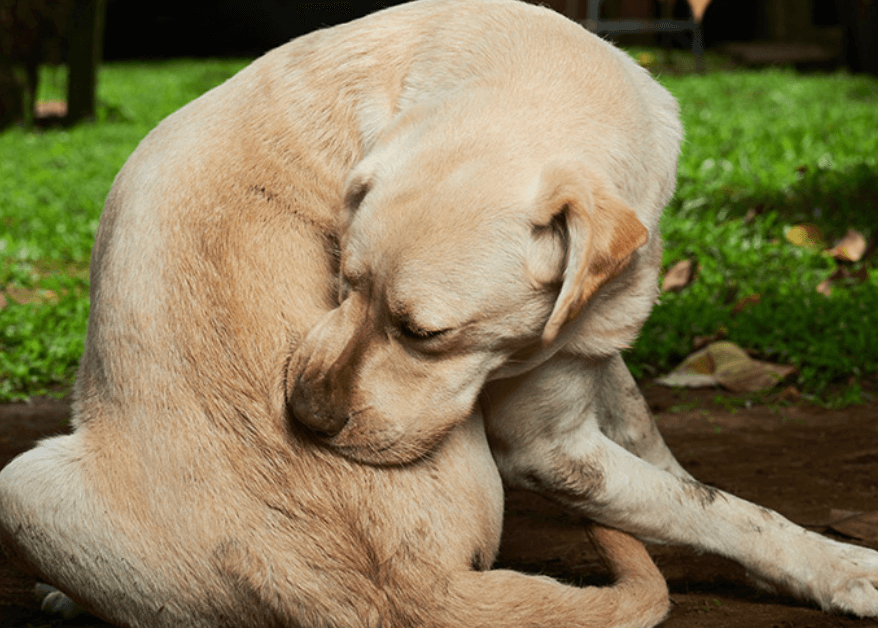 Köpeklerde Gluten Alerjisi