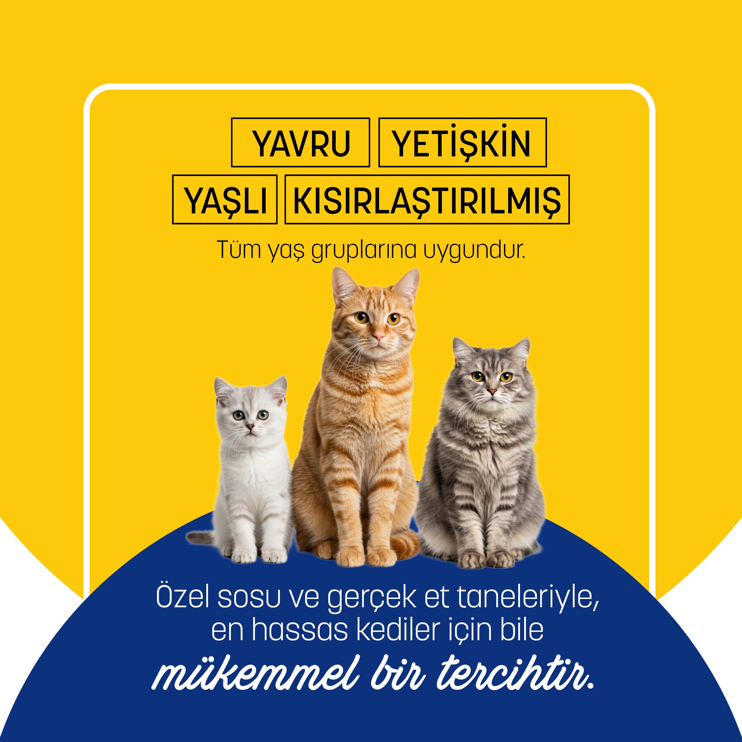 PetzzCats Ton Balığı & Karides Konserve Kedi Maması