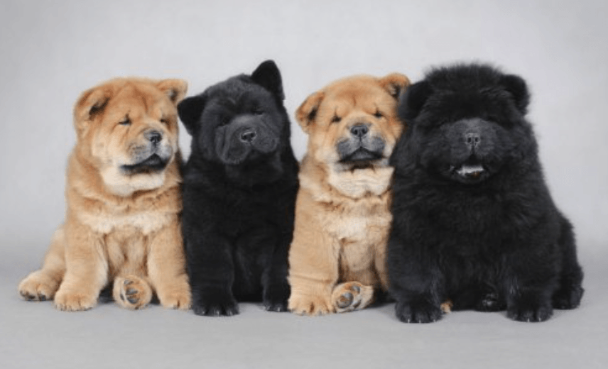 Chow Chow Bilinmesi Gerekenler