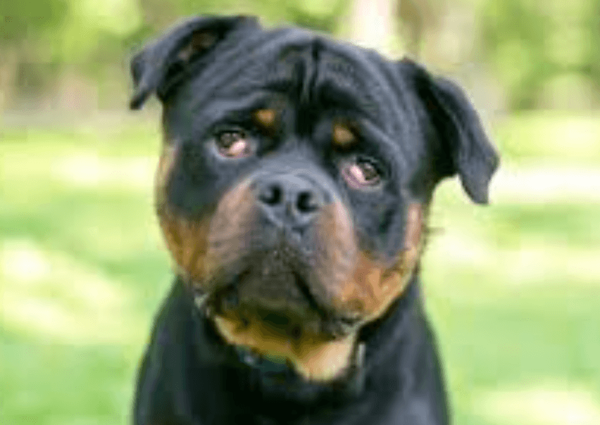 Köpeklerde Görülen Kiraz Göz Hastalığı: Belirtileri, Tedavisi ve Koruma Yöntemleri