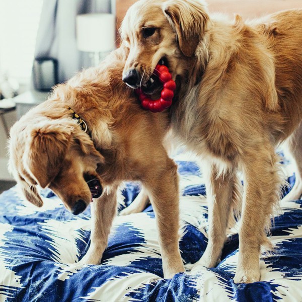 Kong Ring Köpek Oyuncağı