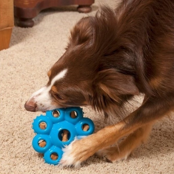 Kong Quest Star Çiçek Şeklinde Köpek Oyuncağı