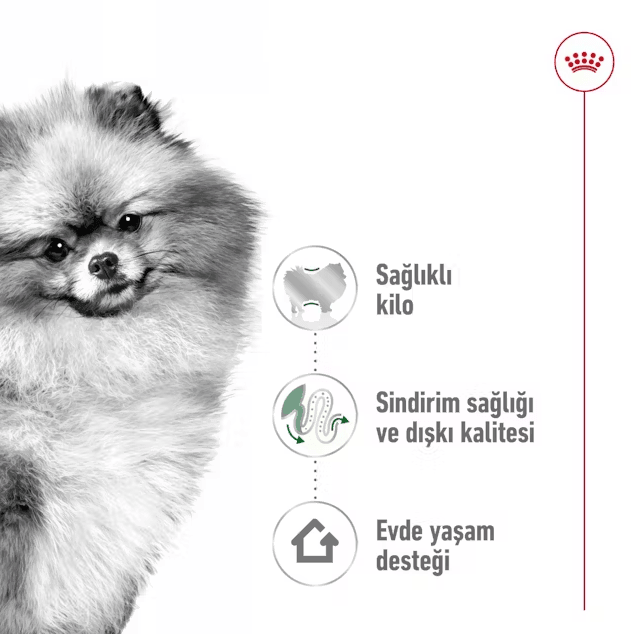 Royal Canin Mini İndoor Adult Yetişkin Köpek Maması