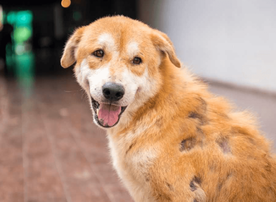 Köpeklerde Uyuz Nedir?