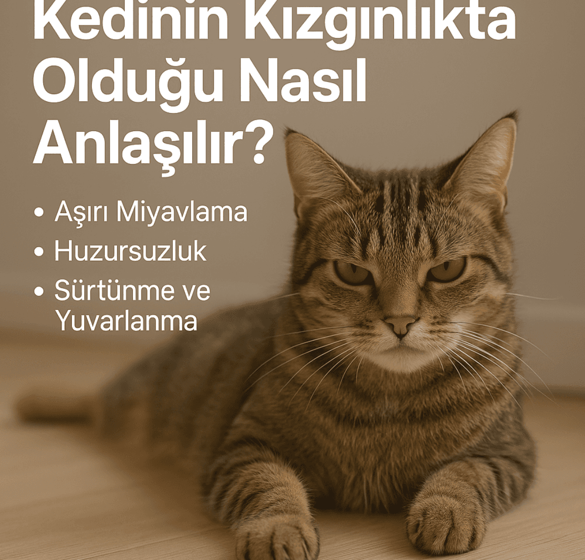 Kedinin Kızgınlık Dönemi Nasıl Anlaşılır?