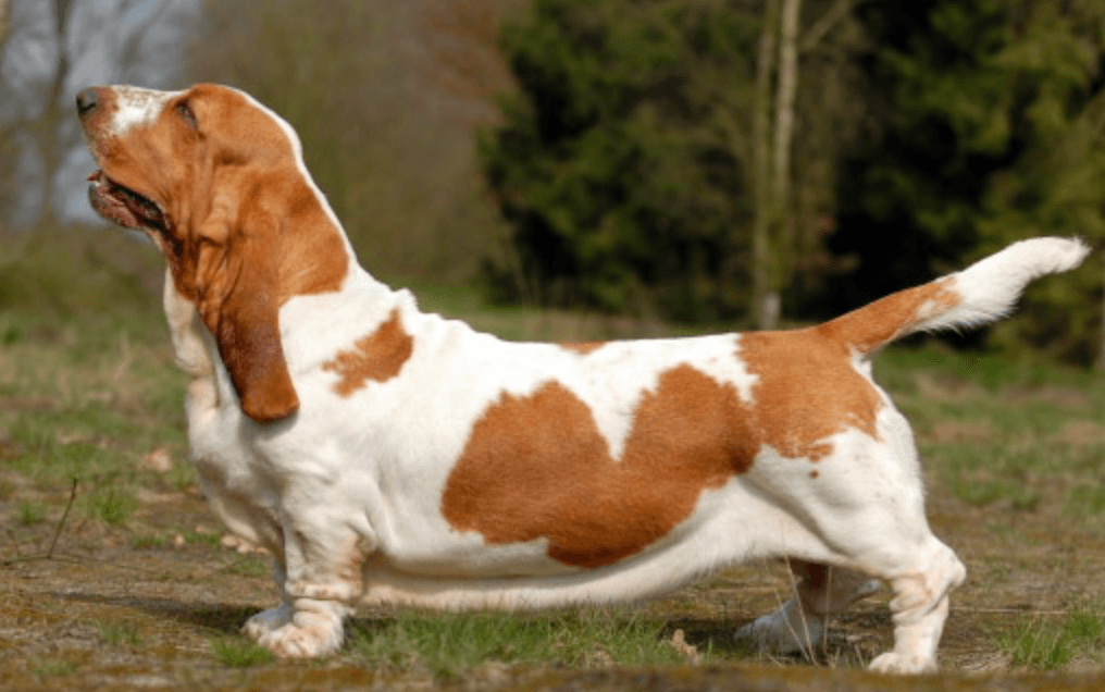 Basset Hound