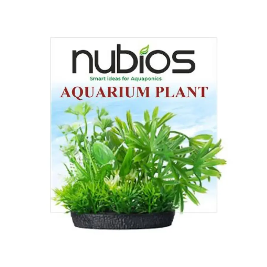 Nubios Kare Tabanlı Plastik Bitki