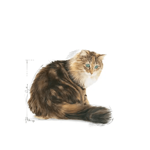 Royal Canin Ageing +12 Yaşlı Kedi Maması