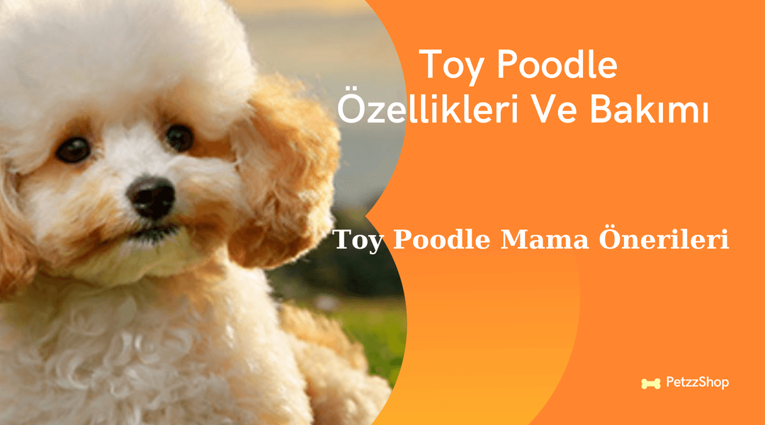 Toy Poodle Özellikleri ve Bakımı