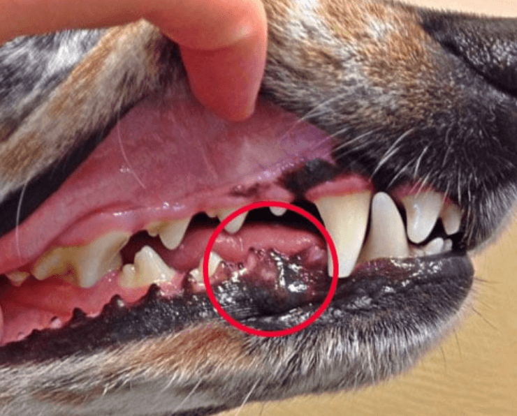 Köpeklerde Oral Melanom Nedir?