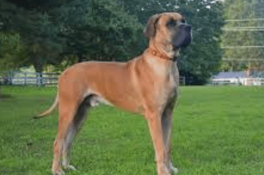 Great Dane