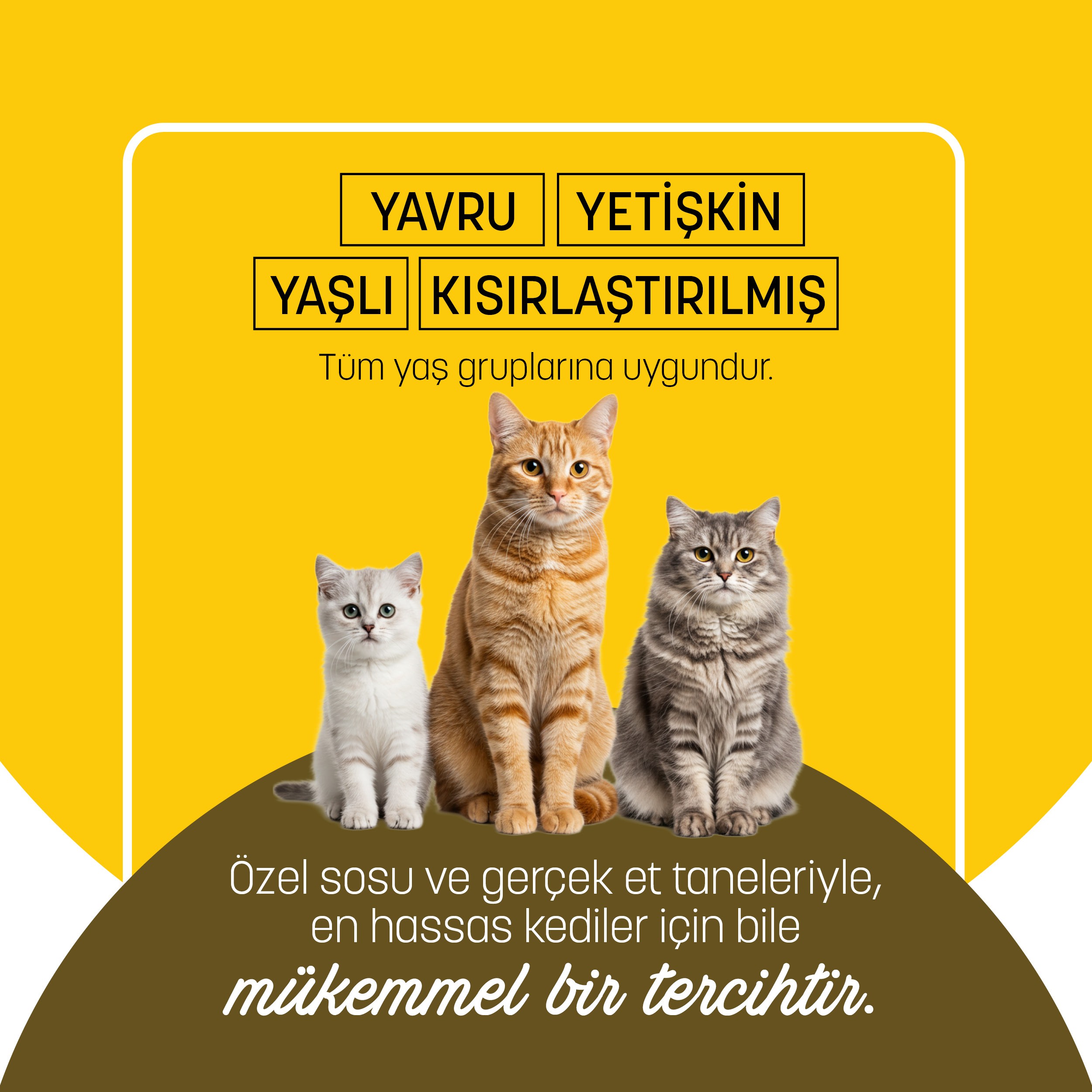 PetzzCats Tavuk & Midye Konserve Kedi Maması